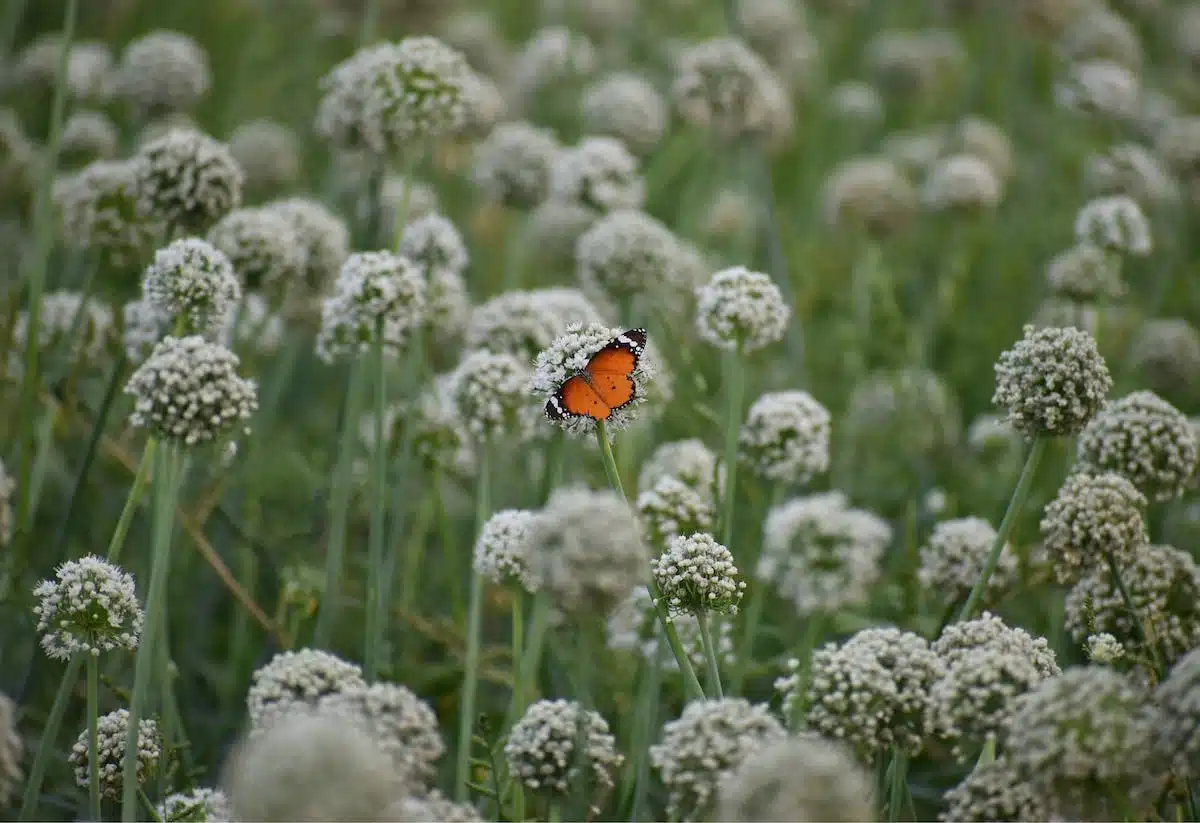 jardin faune