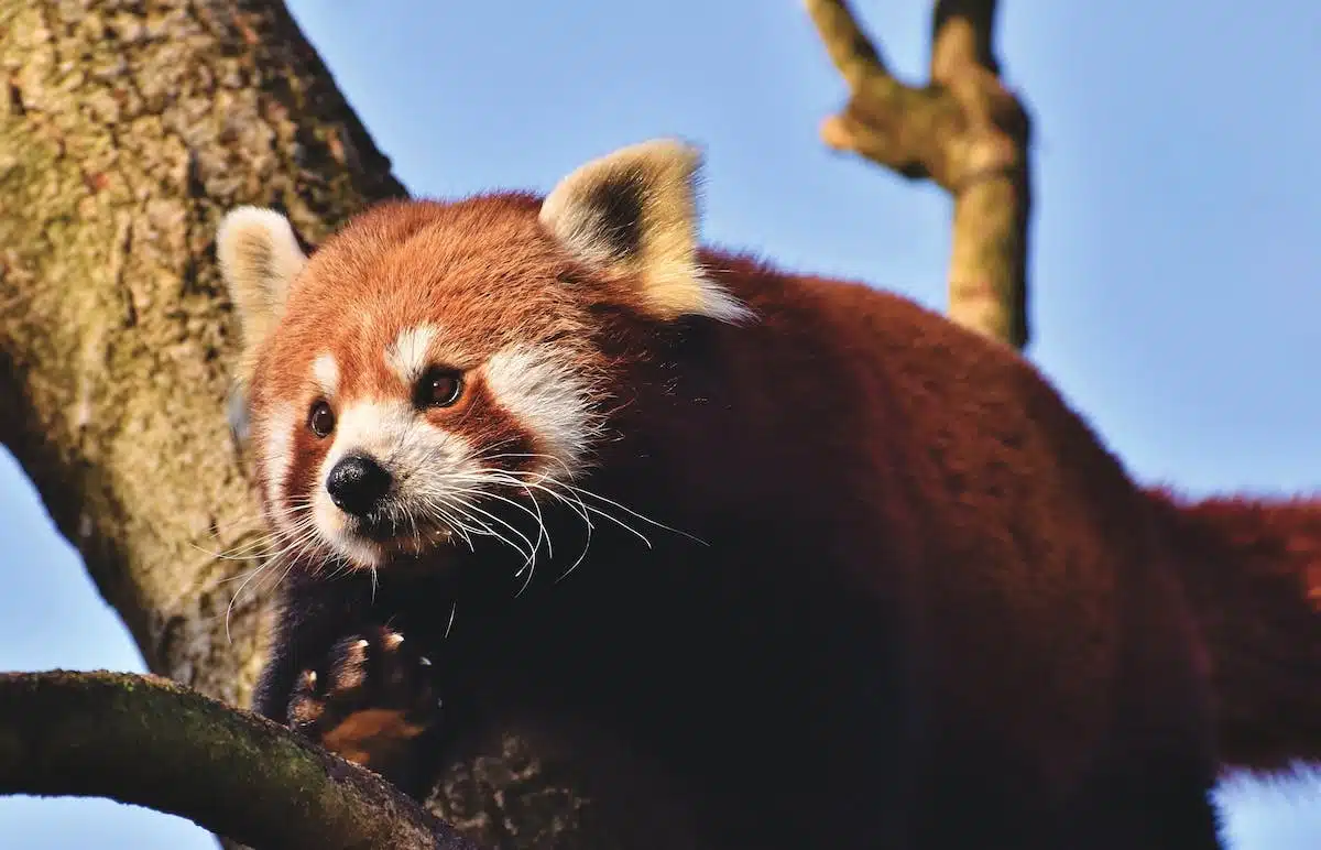 animaux  déménagement