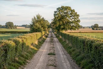 Chemin de campagne bordé de haies entre deux champs