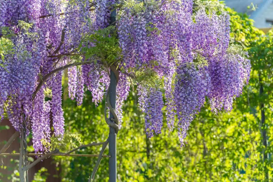 Taille de la glycine quand et comment procéder